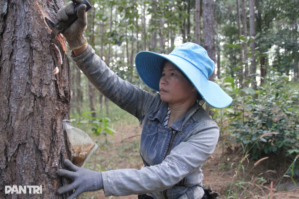 Cuộc sống du mục của thợ cạo nhựa thông giữa đại ngàn - 3 Cuộc sống du mục của thợ cạo nhựa thông giữa đại ngàn - 3