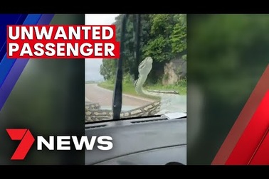 Con rắn lớn ngồi trước mũi ô tô