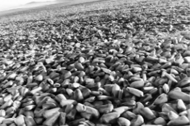 Chile nỗ lực khắc phục hậu quả "thủy triều đỏ"