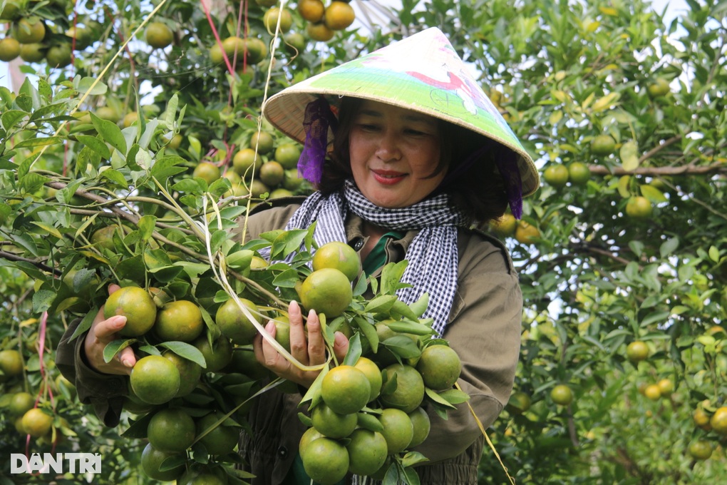 Người phụ nữ 3 năm miệt mài tìm trái ngọt dưới chân núi lửa - 7 Người phụ nữ 3 năm miệt mài tìm trái ngọt dưới chân núi lửa - 7