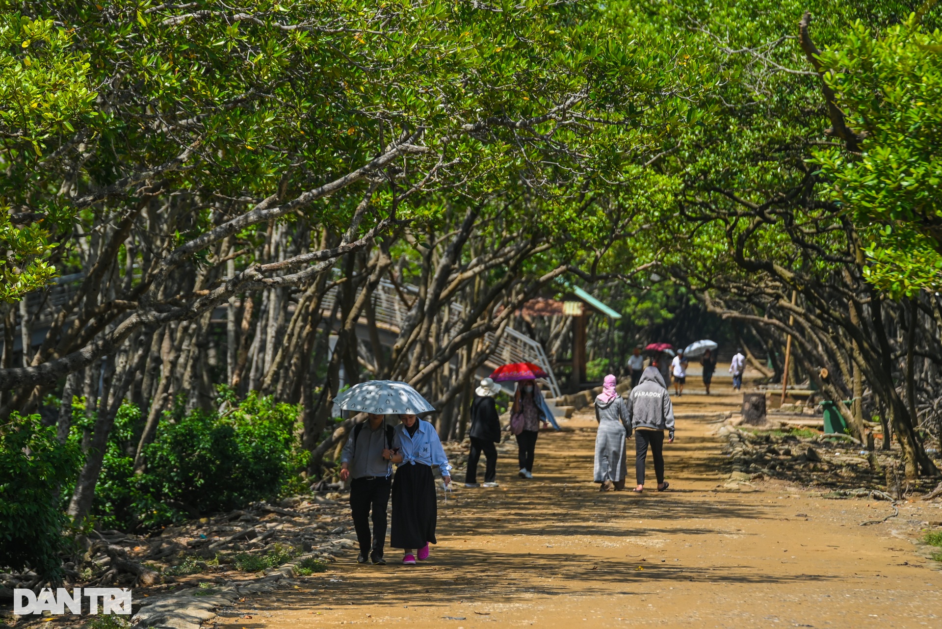 Cận cảnh rừng phòng hộ Cần Giờ được đề cử thành khu Ramsar thế giới - 12