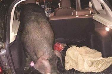 Trung Quốc: Thưởng Tết bằng cả con lợn sống