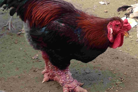 Giáp Tết, “gà đại gia” lên ngôi