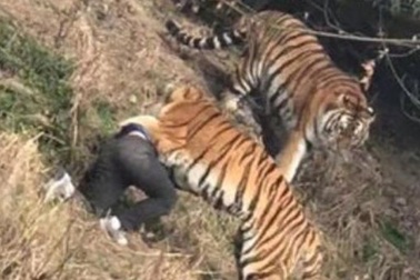 Ngựa vằn nổi “cơn điên”, kéo lê nhân viên vườn thú