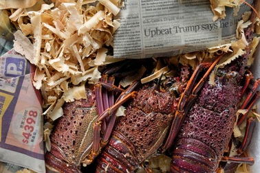 Bị cấm nhập khẩu, tôm hùm Australia tìm đường lậu vào Trung Quốc