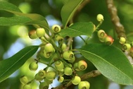 Ngày nào cũng uống nước vối có được không?