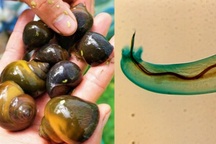 Ăn ốc "tái", người phụ nữ bị giun phổi chuột xâm nhập vào não lâm nguy