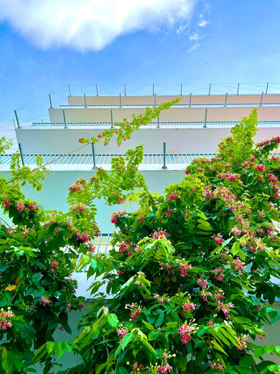 Cảnh sắc bình yên trong khu cách ly lãng mạn tại HN - 2