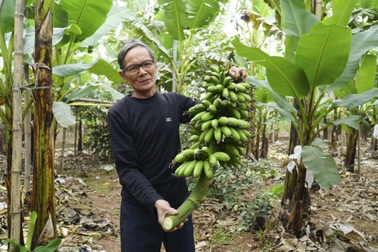 Về vùng chiêm trũng ăn đặc sản chuối tiến vua