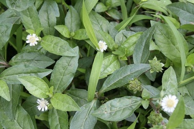 Có nên sắc đỗ đen và cỏ mực để uống?