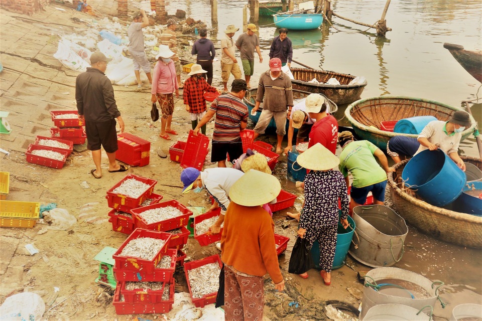 Nhộn nhịp mưu sinh ở làng chài ven biển trong buổi sớm mai - 4