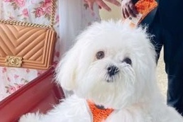 Thuê cả khoang thương gia để chó cưng được đi máy bay