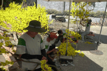 Phố ông đồ TPHCM tất bật thi công chào đón xuân 2024