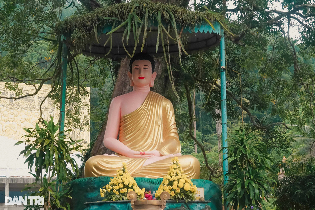 Cây Kơ-nia khủng ở Phú Quốc, thân to cả chục người ôm mới xuể - 2 Cây Kơ-nia khủng ở Phú Quốc, thân to cả chục người ôm mới xuể - 2