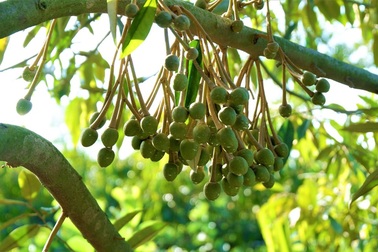 Lão nông Bến Tre thu nhập hơn nửa tỷ đồng/năm nhờ cây giống lạ