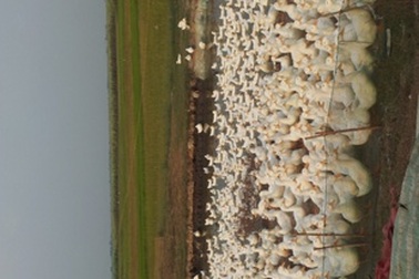 Tiêu độc khử trùng “khẩn cấp” phòng cúm gia cầm