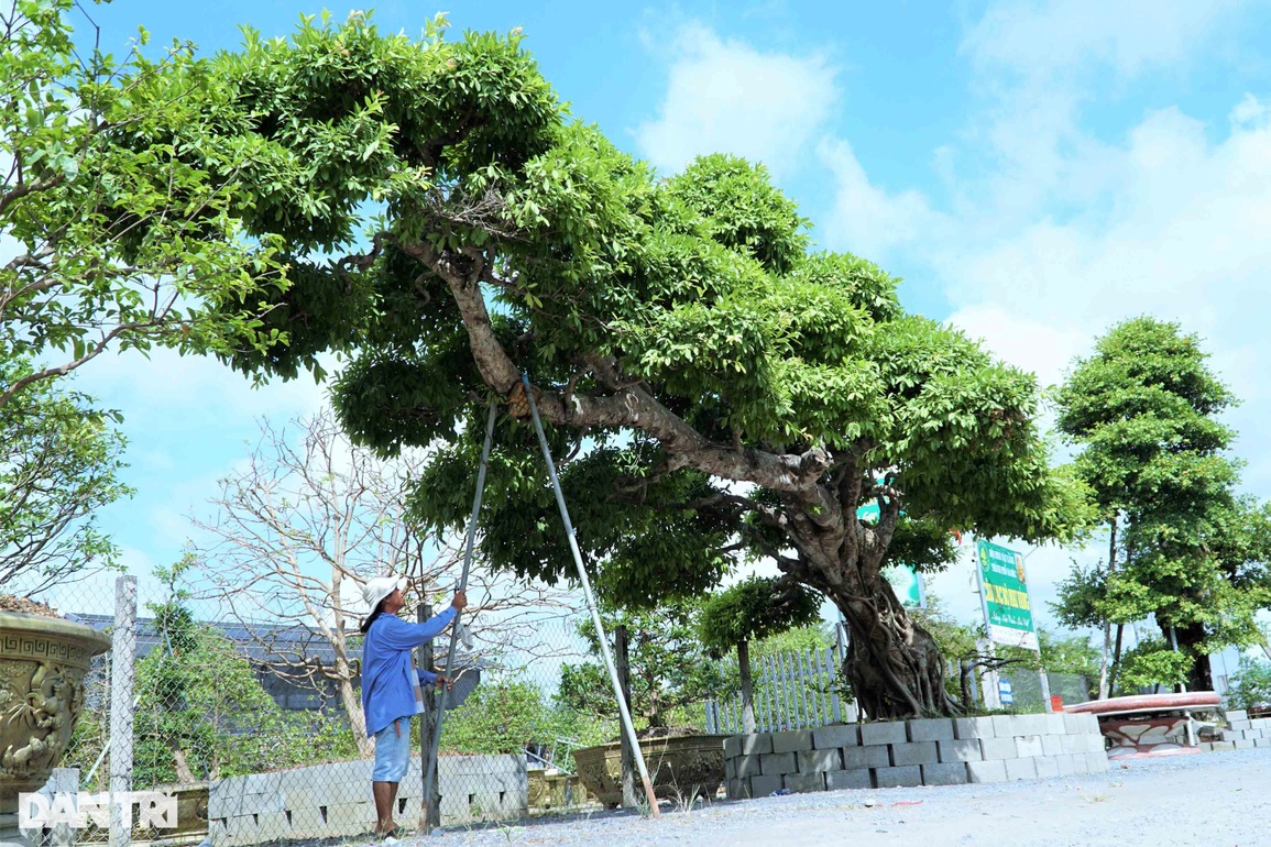 Chiêm ngưỡng cây sộp dáng rồng, lập kỷ lục châu Á. - 1 Chiêm ngưỡng cây sộp dáng rồng, lập kỷ lục châu Á. - 1
