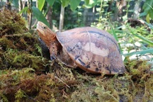 Hai cá thể rùa quý hiếm ở Bảo tàng Thiên nhiên Việt Nam bị đánh cắp