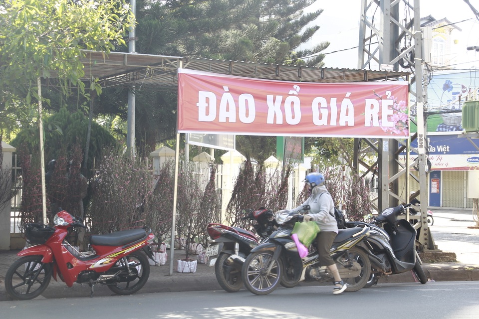 Thương lái mệt mỏi xả hàng, giá hoa tết nhiều nơi giảm 50-70% - 27 Thương lái mệt mỏi xả hàng, giá hoa tết nhiều nơi giảm 50-70% - 27
