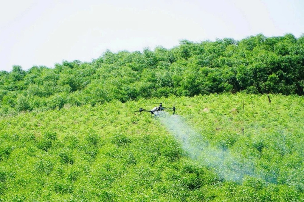 Sâu đo nâu bùng phát, hàng trăm ha rừng keo bị uy hiếp - 2 Sâu đo nâu bùng phát, hàng trăm ha rừng keo bị uy hiếp - 2