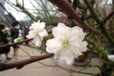 Cây hoa đào trắng tinh khôi hút khách ở chợ hoa xuân