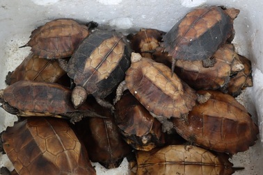 Cứu hộ 91 cá thể rùa Sa nhân quý hiếm