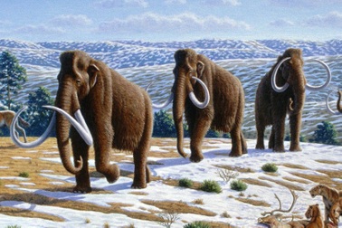 Voi ma mút lông xoăn sẽ được hồi sinh, "chăn thả" tại Bắc Cực?