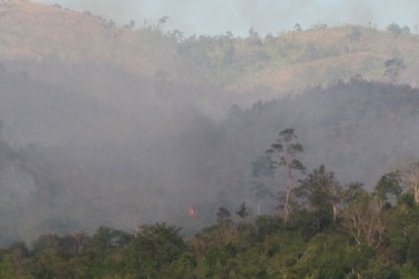 Rừng cháy trở lại sau vài giờ tắt lửa