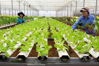 Chuyển đổi số trong xây dựng nông thôn mới ở Nghệ An