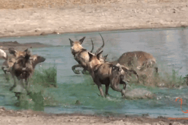 Thoát khỏi hàm cá sấu, linh dương bị chó hoang chặn đường đoạt mạng