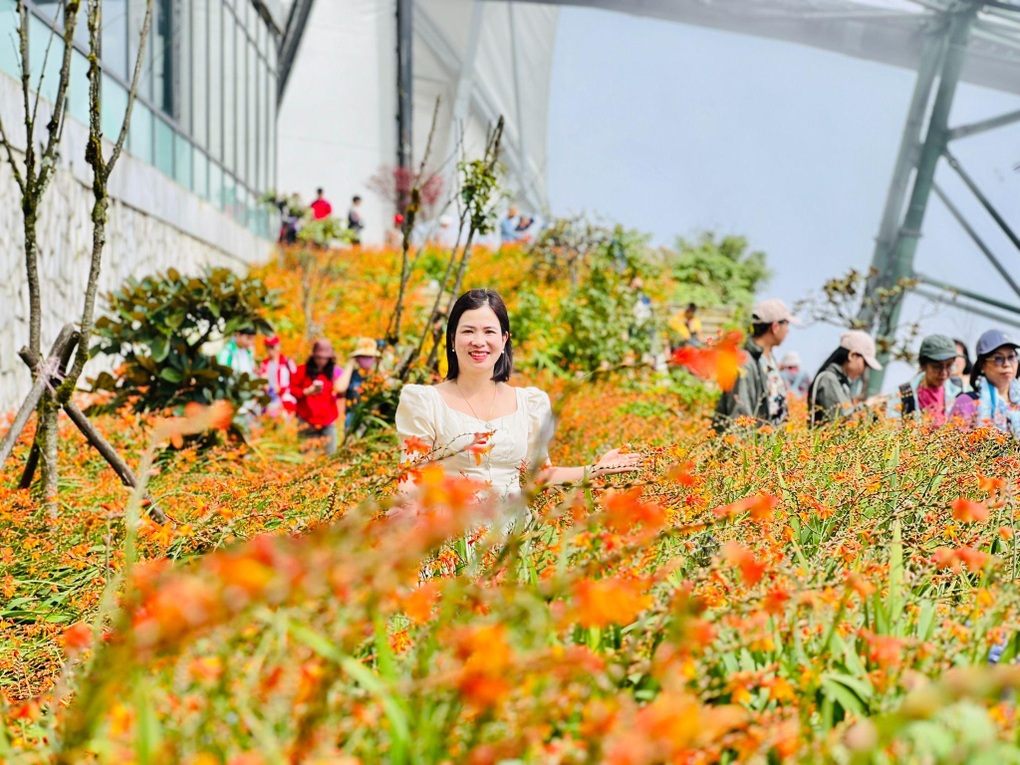 Ruộng bậc thang hoa dơn lúa nở rực trên đỉnh thiêng Fansipan - 3 Ruộng bậc thang hoa dơn lúa nở rực trên đỉnh thiêng Fansipan - 3