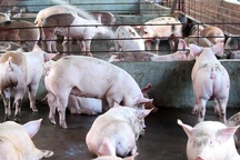 Phát hiện hộ chăn nuôi heo sử dụng chất cấm vượt 500 lần cho phép