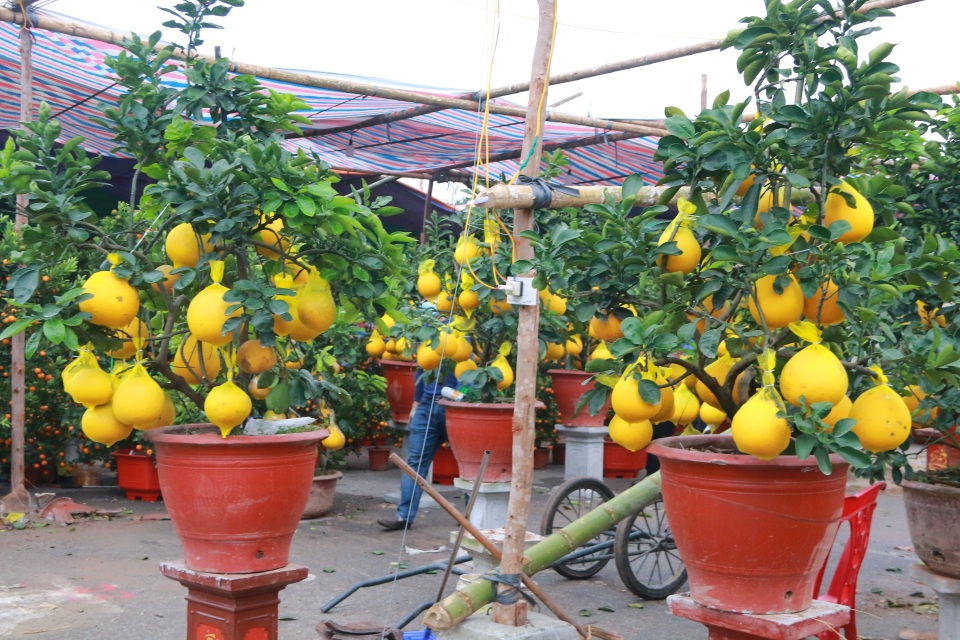 Người dân nô nức rước nàng xuân về nhà khi dịch Covid-19 được khống chế - 15 Người dân nô nức rước nàng xuân về nhà khi dịch Covid-19 được khống chế - 15