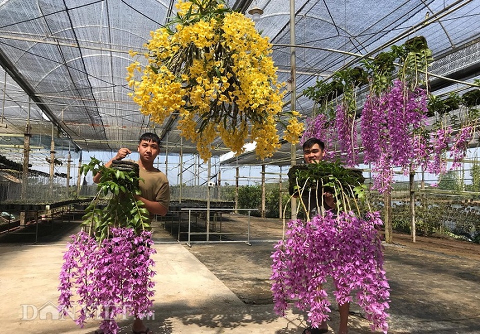 Giàn phong lan giả hạc thanh củi khủng của 9X Lâm Đồng - 5 Giàn phong lan giả hạc thanh củi khủng của 9X Lâm Đồng - 5