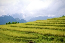 Rực rỡ mùa vàng trên đỉnh Pù Luông