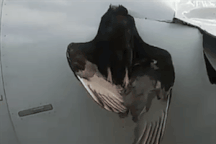 Chim khổng lồ mắc kẹt vào đầu máy bay sau va chạm trên không