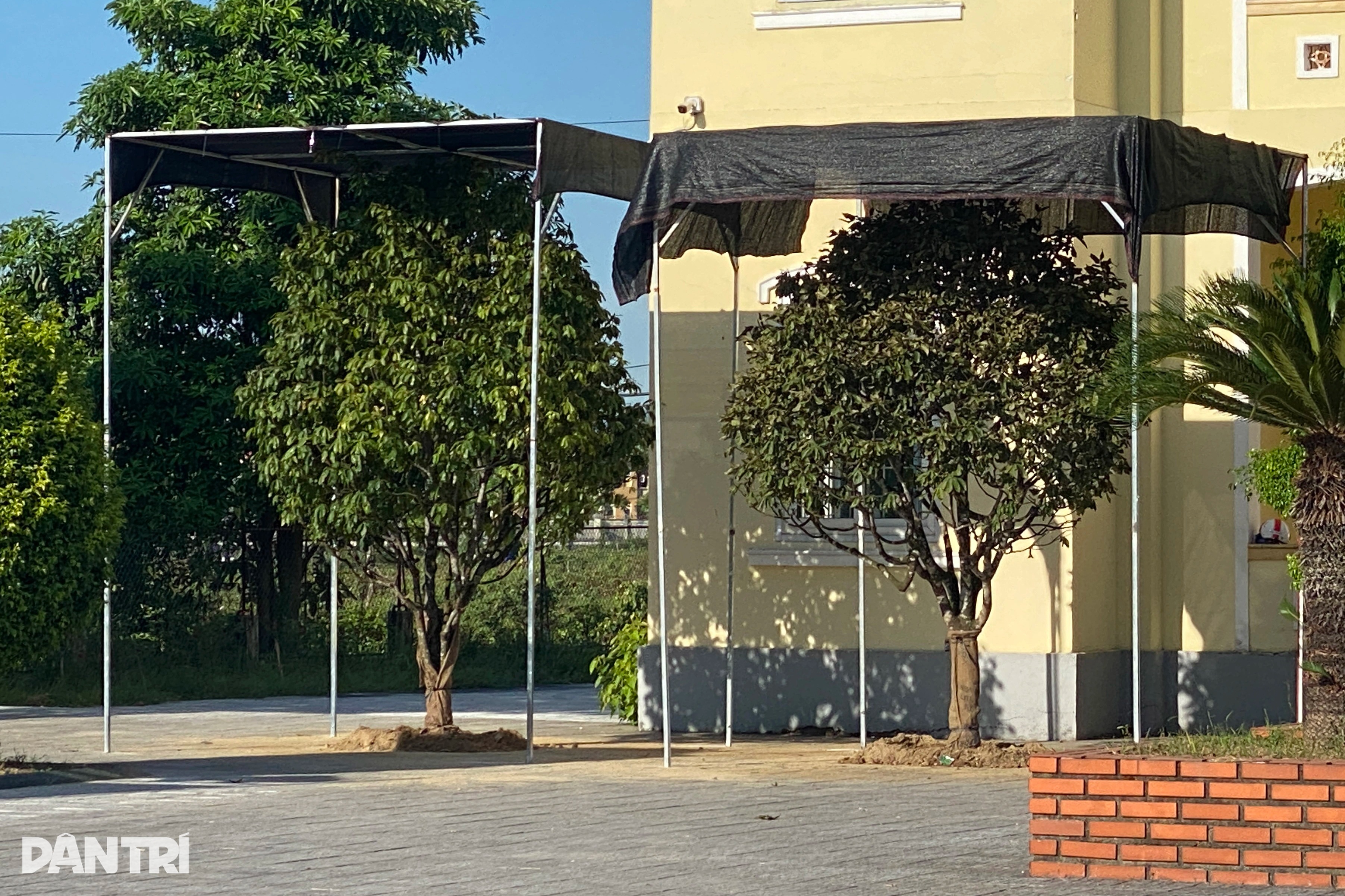 Vụ đào hàng loạt gốc mai tại trụ sở phường: Sẽ có hình thức kỷ luật - 2