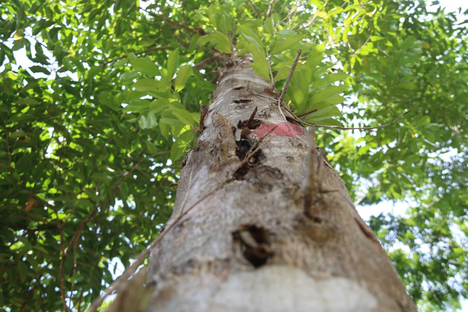 Hà Tĩnh: Về “thủ phủ” cây gió trầm xem lấy trầm hương - 5