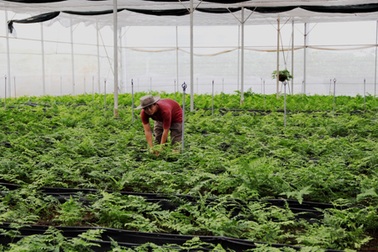 Từ công nhân trở thành triệu phú kiểng lá