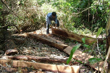 Khánh Hòa: Cách chức Phó GĐ rừng phòng hộ Khánh Sơn