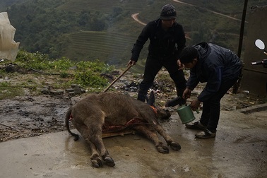 Nhiều trâu bò chết cóng trong đợt rét tháng ba