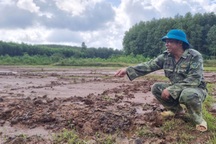 Bùn đất dự án cao tốc tràn xuống ruộng của hàng chục hộ dân ở Quảng Trị