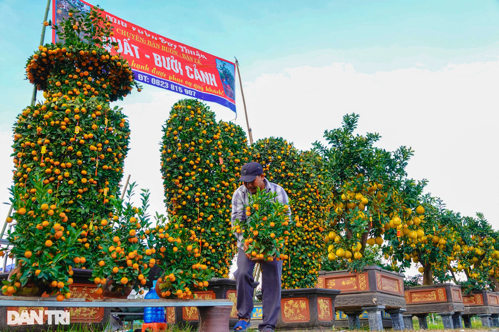 Bưởi diễn, quất khủng xuất hiện trên phố Tây Đô giá cả trăm triệu đồng - 1 Bưởi diễn, quất khủng xuất hiện trên phố Tây Đô giá cả trăm triệu đồng - 1