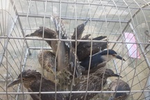 Ninh Bình cấm cán bộ, công chức ăn thịt động vật rừng và chim hoang dã