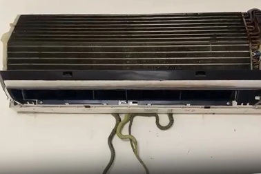 Hoảng hồn phát hiện cả ổ rắn trong dàn lạnh điều hòa ở Quảng Nam