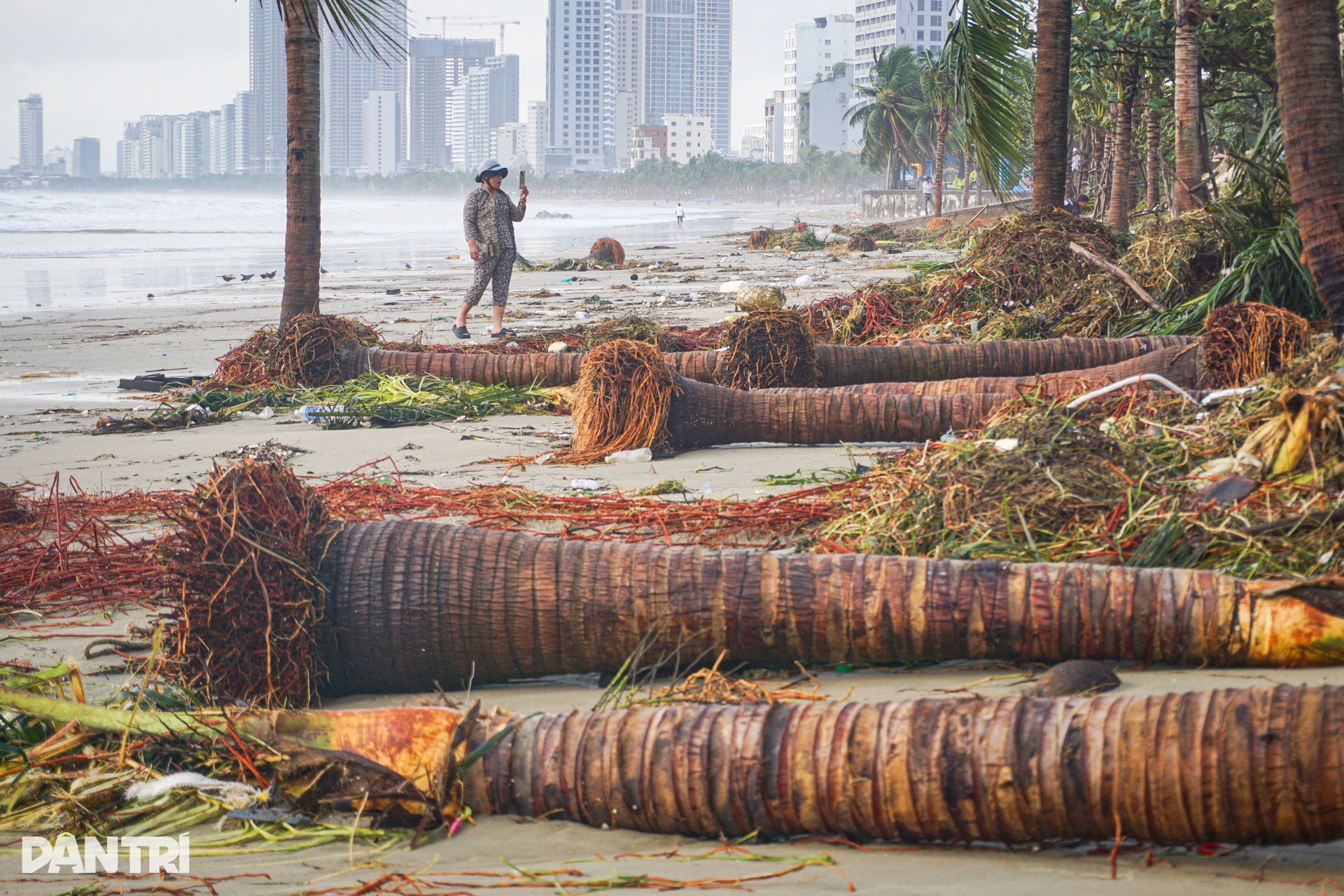 Cây nằm như ngả rạ, đường phố Đà Nẵng ngập rác sau bão số 13 Kalmaegi - 1 Cây nằm như ngả rạ, đường phố Đà Nẵng ngập rác sau bão số 13 Kalmaegi - 1