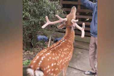 Chủ nuôi phát tài với chú hươu sao đi bằng 2 chân, cho người cưỡi