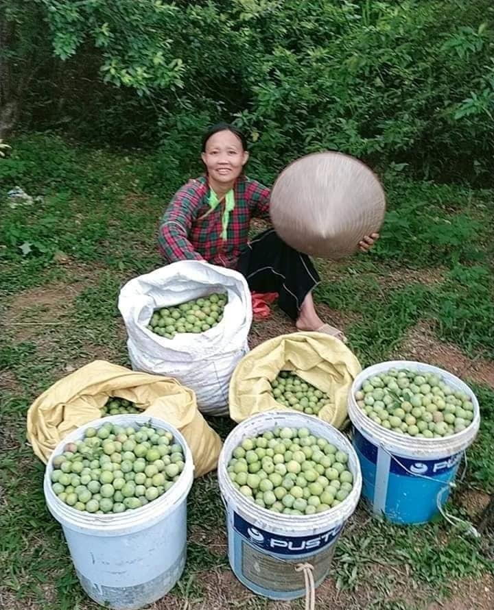 mận 13.jpg mận 13.jpg