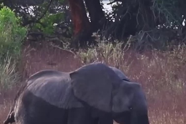 Voi 3 chân đầy nghị lực, vượt khó để sinh tồn trong thế giới tự nhiên