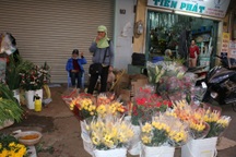 Bán hoa Tết như “đánh bạc với trời”